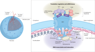 Nuclear pores beyond macromolecule channels