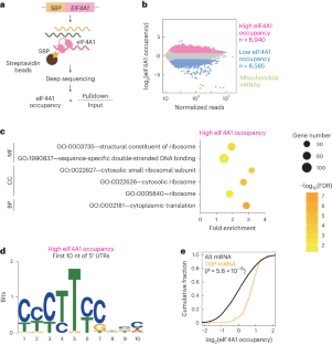 eIF4A1 enhances LARP1-mediated translational repression during mTORC1 inhibition