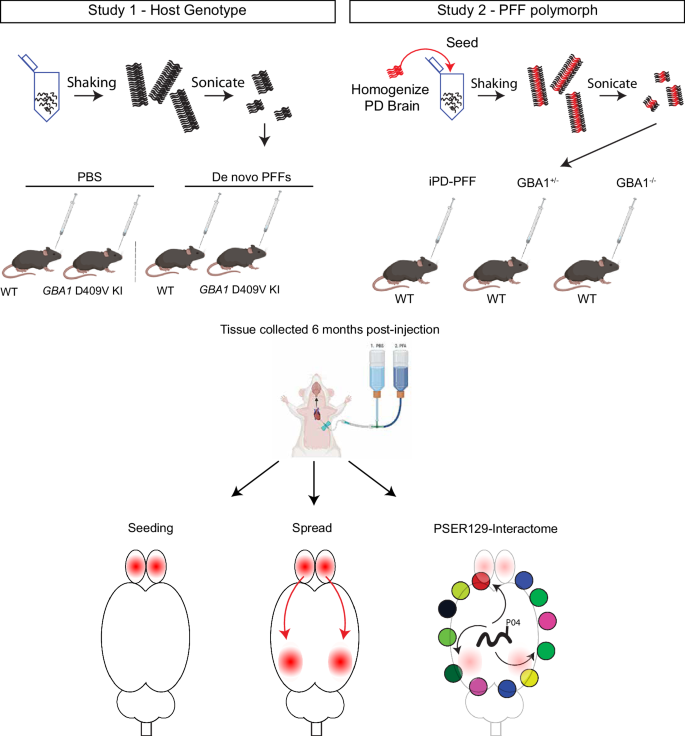 Neither alpha-synuclein fibril strain nor host murine genotype influences seeding efficacy