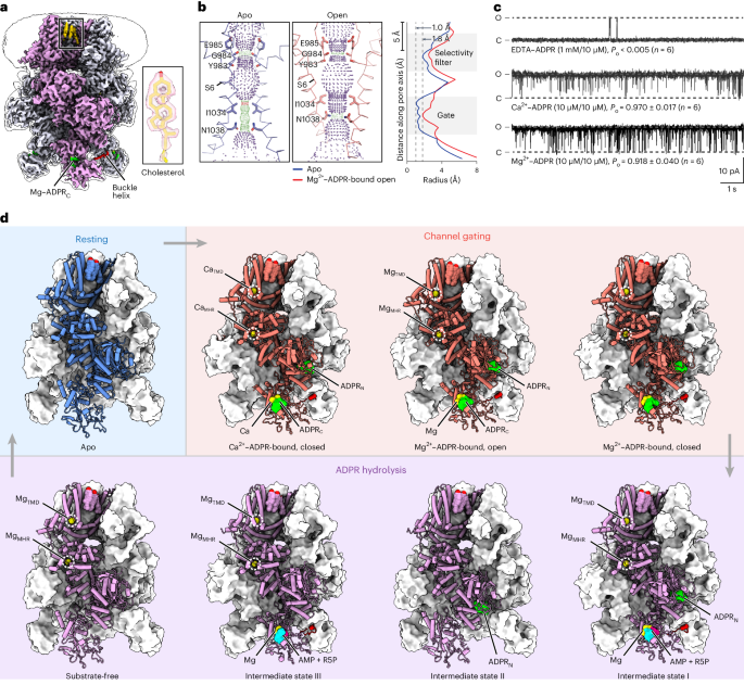 Coupling enzymatic activity and gating in an ancient TRPM chanzyme and its molecular evolution