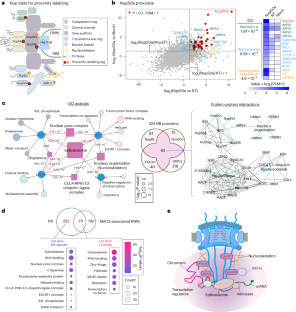 Proxiome assembly of the plant nuclear pore reveals an essential hub for gene expression regulation