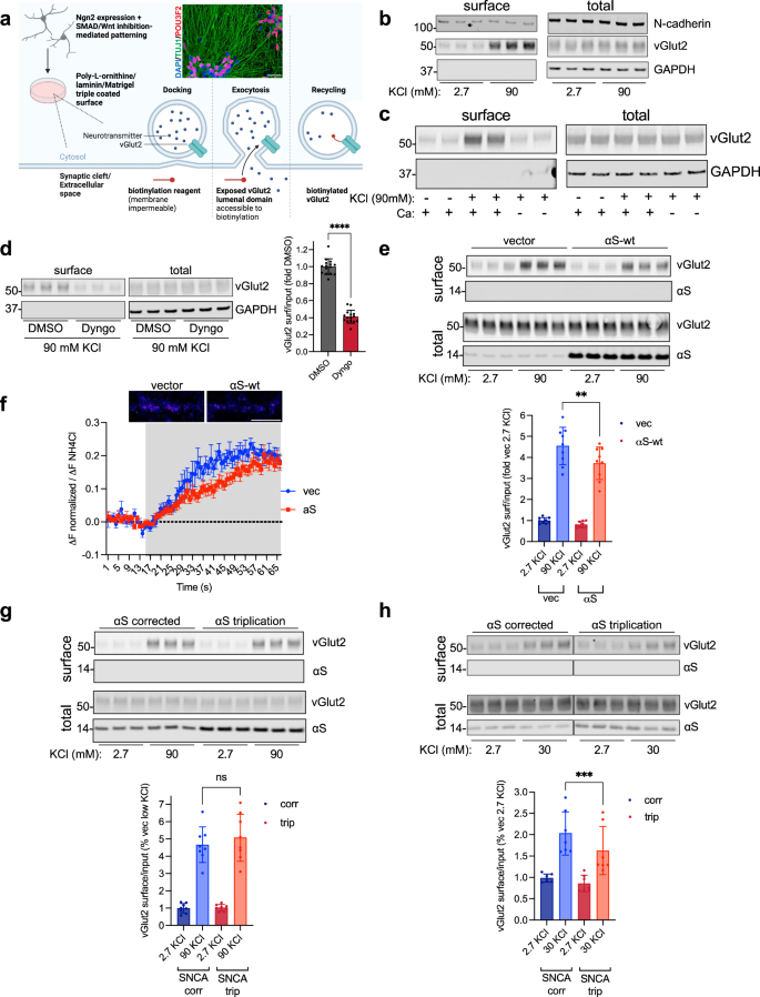 A stem cell-based assay platform demonstrates alpha-synuclein dependent synaptic dysfunction in patient-derived cortical neurons.