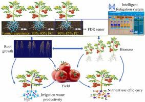 Intelligent fertigation improves tomato yield and quality and water and nutrient use efficiency in solar greenhouse production