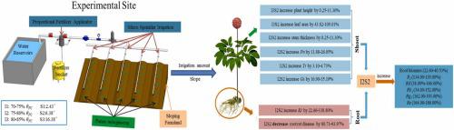 Coupling effects of irrigation level and terrain slope on disease, yield and quality of Panax notoginseng under micro-sprinkler irrigation