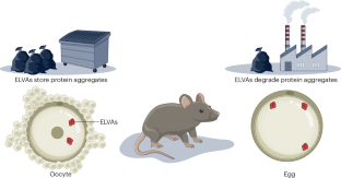 ELVAs: The new ‘super-organelles’ of the oocyte