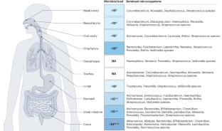 The gut–airway microbiome axis in health and respiratory diseases