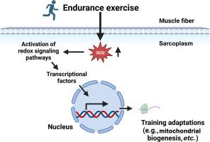 Reactive oxygen species promote endurance exercise-induced adaptations in skeletal muscles.