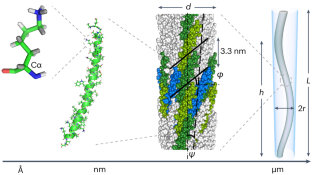 Elucidating chirality transfer in liquid crystals of viruses