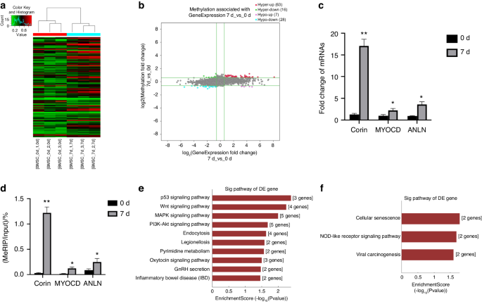 METTL7A-mediated m6A modification of corin reverses bisphosphonates-impaired osteogenic differentiation of orofacial BMSCs