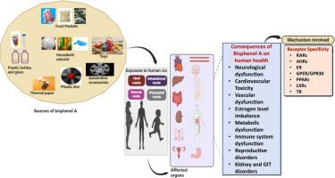 Exploring novel insights into the molecular mechanisms underlying Bisphenol A-induced toxicity: A persistent threat to human health