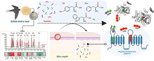 Identification of the Wound Healing Activity Peptidome of Edible Bird’s Nest Protein Hydrolysate and the In Silico Evaluation of Its Transport and Absorption Potential in Skin