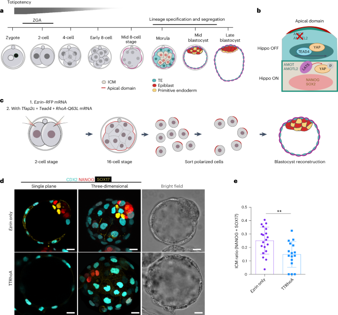 Tead4 and Tfap2c generate bipotency and a bistable switch in totipotent embryos to promote robust lineage diversification