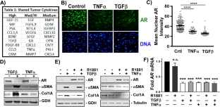 AR loss in prostate cancer stroma mediated by NF-κB and p38-MAPK signaling disrupts stromal morphogen production