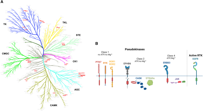 Recent insights into the therapeutic strategies targeting the pseudokinase PTK7 in cancer