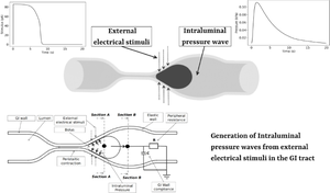 The origin of intraluminal pressure waves in gastrointestinal tract.