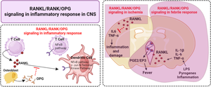 Unraveling the Intricacies of OPG/RANKL/RANK Biology and Its Implications in Neurological Disorders-A Comprehensive Literature Review.