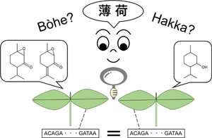 Comparison of Menthae Herba written with the same kanji characters (薄荷) in Japan and China