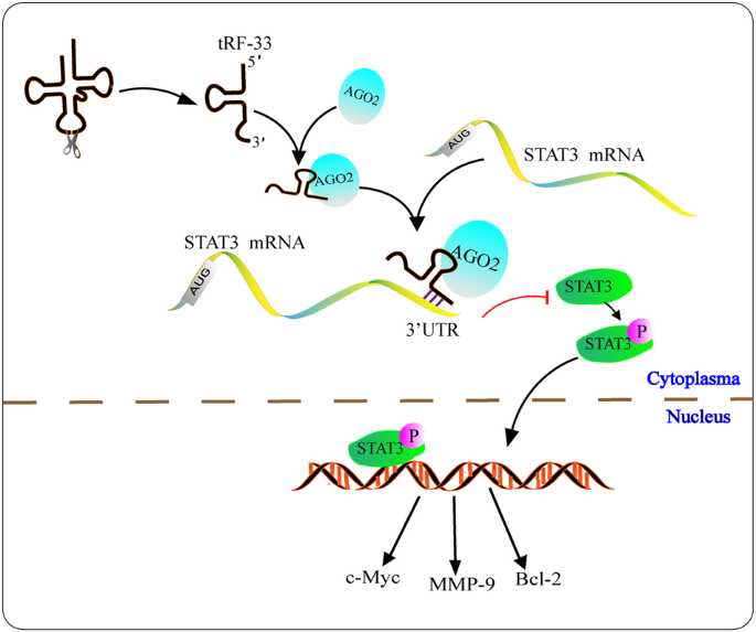 tRF-33-P4R8YP9LON4VDP inhibits gastric cancer progression via modulating STAT3 signaling pathway in an AGO2-dependent manner