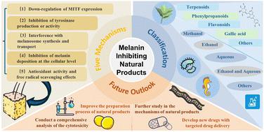 Molecular understanding of the therapeutic potential of melanin inhibiting natural products