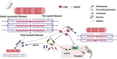 Preservation of shrimp quality using slightly acid electrolysed water combined with grape seed extract: Microbiological and quality analyses with proteomic insights