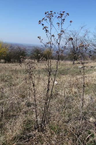 Standing and shed litters alter plant growth in disturbed and undisturbed soils differently