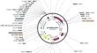 The introduction of pre-culture, washing and pre-selection stages enhances rice transformation efficiency by reducing Agrobacterium overgrowth