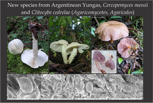 New species from Argentinean Yungas, Cercopemyces messii and Clitocybe cedrelae (Agaricomycetes, Agaricales)