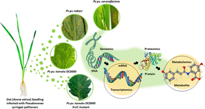 Integration of targeted metabolome and transcript profiling of Pseudomonas syringae-triggered changes in defence-related phytochemicals in oat plants.