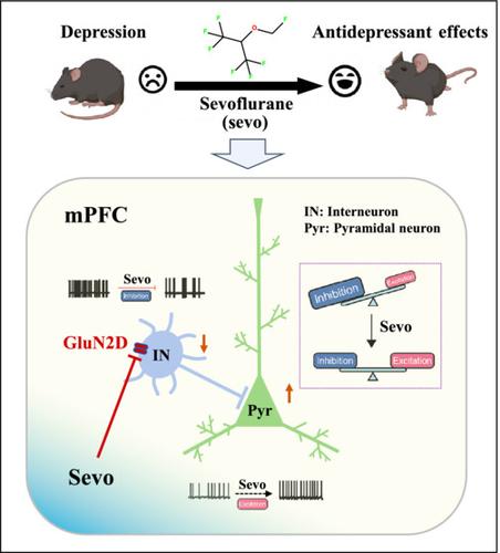 Sevoflurane acts as an antidepressant by suppression of GluN2D-containing NMDA receptors on interneurons