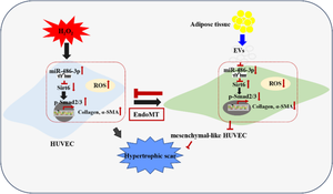 Exosomes derived from adipose tissue-derived stem cells alleviated H<sub>2</sub>O<sub>2</sub>-induced oxidative stress and endothelial-to-mesenchymal transition in human umbilical vein endothelial cells by inhibition of the mir-486-3p/Sirt6/Smad signaling pathway.