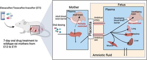 Extent of foetal exposure to maternal elexacaftor/tezacaftor/ivacaftor during pregnancy