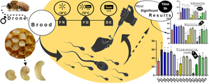 The effect of bee drone brood on the motility and viability of stallion spermatozoa-an in vitro study.