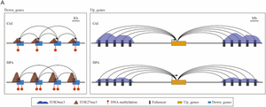 Distinct epigenetic modulation of differentially expressed genes in the adult mouse brain following prenatal exposure to low-dose bisphenol A.