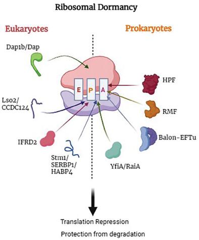 Ribosomal dormancy at the nexus of ribosome homeostasis and protein synthesis