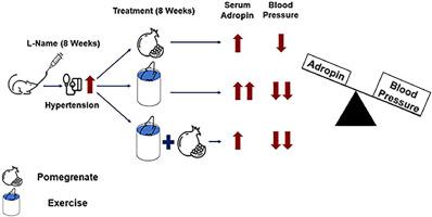 Beneficial effects of swimming and pomegranate juice in rats with hypertension: A possible role of serum adropin