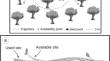 Habitat selection of the arboreal marsupial Dromiciops gliroides and potential effects on the seed dispersal of the mistletoe Tristerix corymbosus