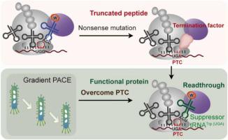 A gradient phage-assisted continuous evolution method for screening suppressor tRNAs in Escherichia coli