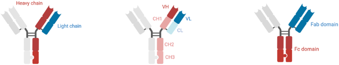 Bridging the gap with multispecific immune cell engagers in cancer and infectious diseases