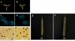 Characterization and validation of TaAGL66, a gene related to fertility conversion of wheat in the presence of Aegilops kotschyi cytoplasm.