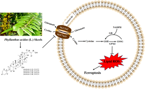 Pacidusin B isolated from Phyllanthus acidus triggers ferroptotic cell death in HT1080 cells