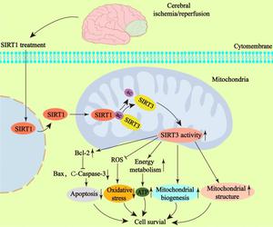 SIRT1 restores mitochondrial structure and function in rats by activating SIRT3 after cerebral ischemia/reperfusion injury.