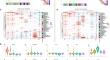 Spatial transcriptomics reveals gene interactions and signaling pathway dynamics in rat embryos with anorectal malformation.