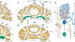 Converging and Diverging Cerebellar Pathways for Motor and Social Behaviors in Mice.