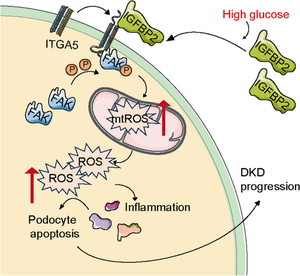 IGFBP2 induces podocyte apoptosis promoted by mitochondrial damage via integrin α5/FAK in diabetic kidney disease