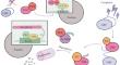 Stressors and Cognitive Activity: Search for Targets and General Mechanisms Using Drosophila Mutants