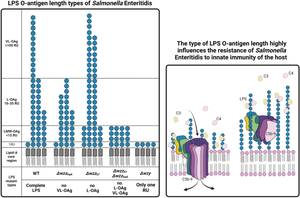 Lipopolysaccharide with long O-antigen is crucial for Salmonella Enteritidis to evade complement activity and to facilitate bacterial survival in vivo in the Galleria mellonella infection model.