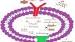 Molecular probes for monitoring pyroptosis: design, imaging and theranostic application