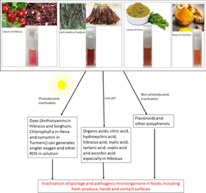 Photostability and photodynamic antimicrobial profile of dye extracts from four (4) plants: prospects for eco-friendly low-cost food disinfection and topical biomedical applications.