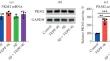 PKM2 Activator TEPP-46 Suppresses Inflammation, Apoptosis, and Oxidative Disordering of Amyloid-Beta Treated Human Neuroblastoma