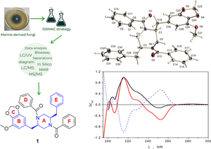 New piperazine derivatives helvamides B–C from the marine-derived fungus Penicillium velutinum ZK-14 uncovered by OSMAC (One Strain Many Compounds) strategy